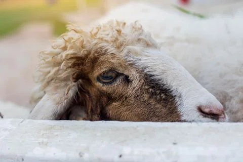 Sheep Stock-Fotos