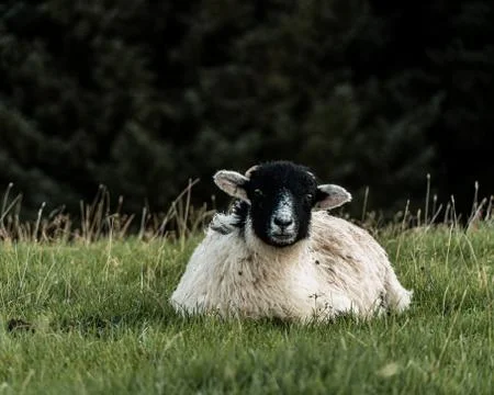 Sheep Stock Photos