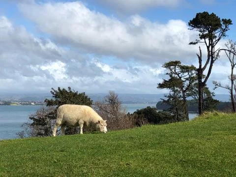 Sheep Stock Photos