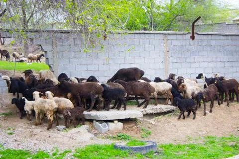 Sheep Stock Photos