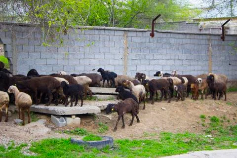 Sheep Stock Photos