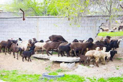 Sheep Stock Photos
