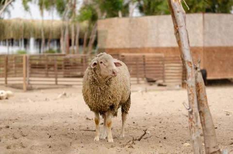 Sheep Stock Photos