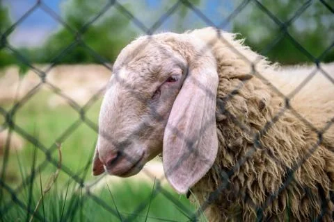 Sheep Stock Photos