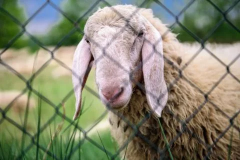 Sheep Stock-Fotos