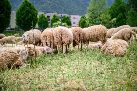 Sheep Stock Photos