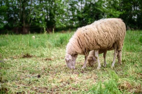 Sheep Foto stock