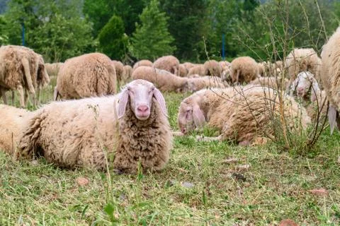 Sheep Stock Photos
