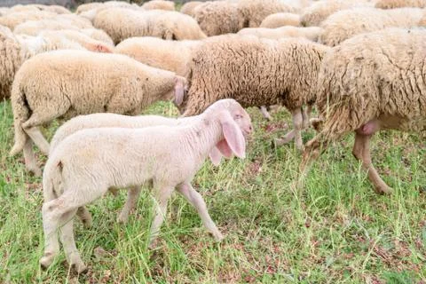 Sheep Stock Photos