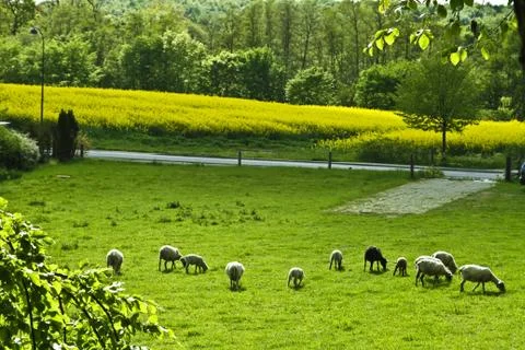 Sheep Stock Photos