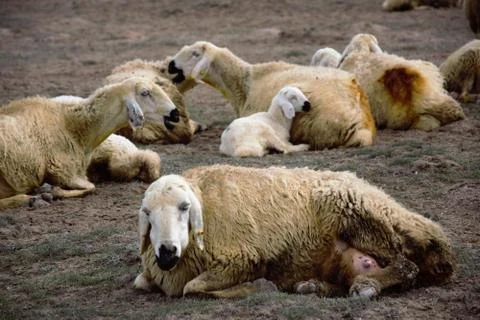 Sheep 스톡 사진