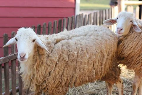SHEEP Stock Photos