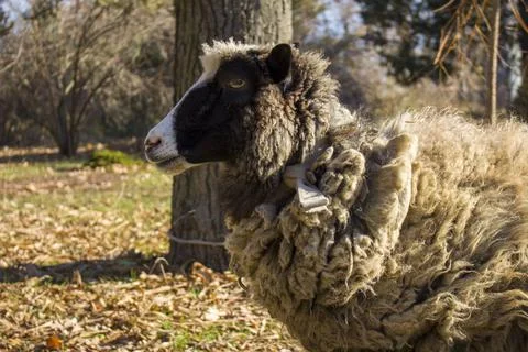 The sheep 스톡 사진