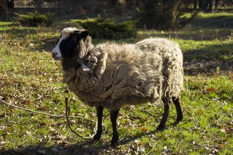 The sheep 스톡 사진