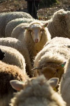 Sheep Foto stock
