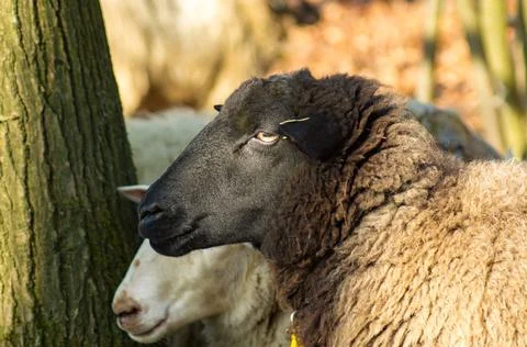 Sheep Stock Photos