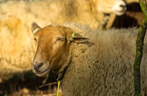 Sheep Stock Photos