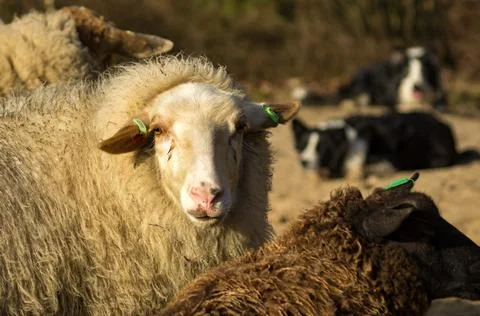 Sheep Stock Photos