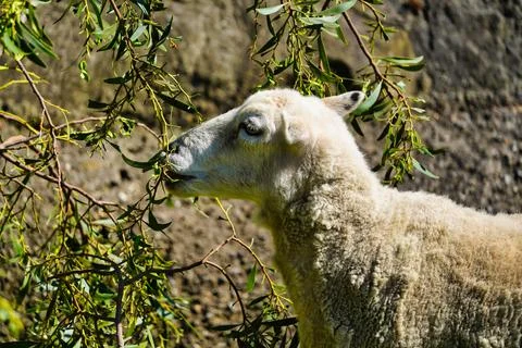 Sheep Stock Photos