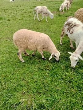 Sheep Stock Photos