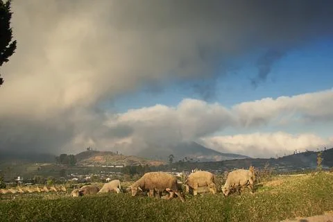 Sheep Stock Photos