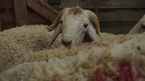 SHEEP Stock Photos