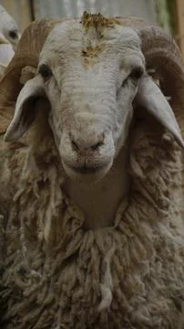 SHEEP Stock Photos