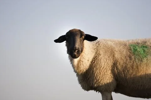 Sheep Stock Photos