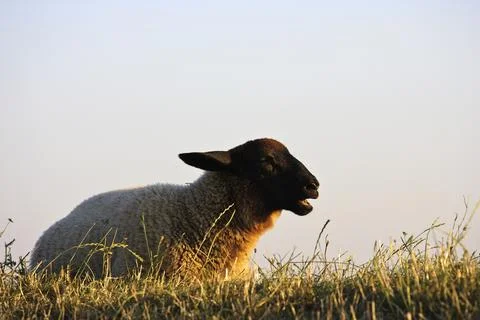 Sheep Foto stock