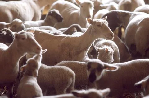 Sheep Stock Photos