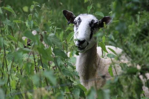 Sheep Stock Photos