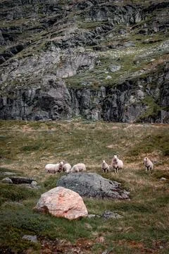 A sheep 스톡 사진