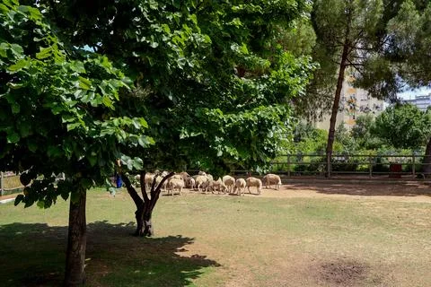 Sheep Foto stock