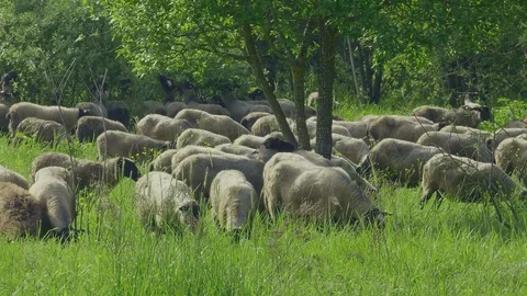 Sheep picks leaves from a tree. Stock Footage 124001781