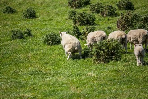 Sheep piss in green grass in New Zealand Stock Photos