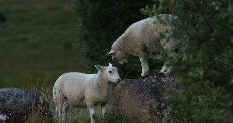 Sheep playing Video stock 101342609