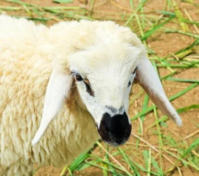 Sheep portrait Stock Photos