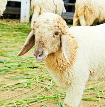 Sheep portrait Stock Photos
