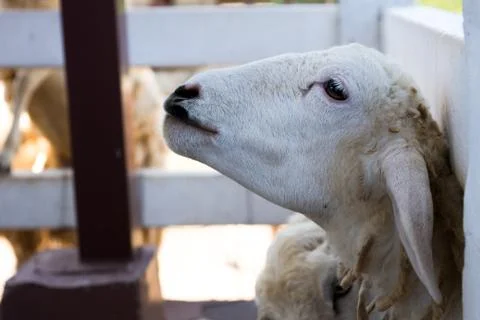 Sheep portrait 写真素材