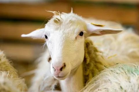 Sheep portrait Fotos Stock