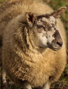 Sheep portrait Stock-Fotos