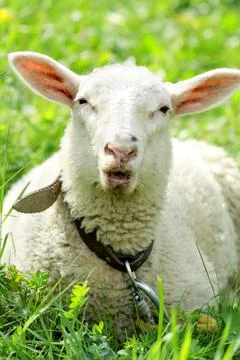Sheep portrait Фото