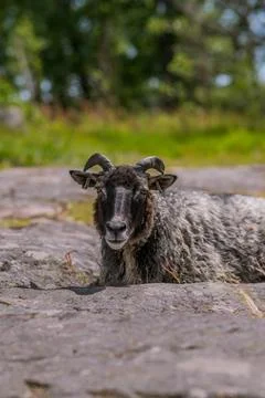 Sheep portrait 스톡 사진