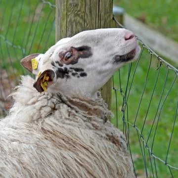 Sheep portrait Stock Photos