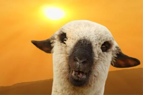 Sheep portrait at sunset Stock Photos