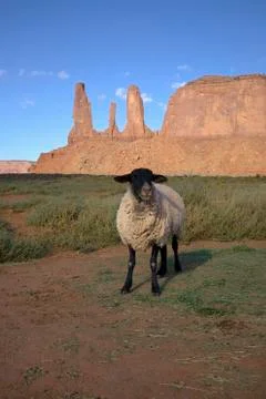 Sheep posing in front of red buttes and colorful spires of Monument Valley Stock Photos