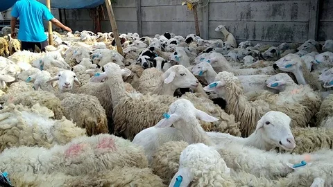 Sheep prepared for Islamic holiday eid al-adha Stock Footage 94049221