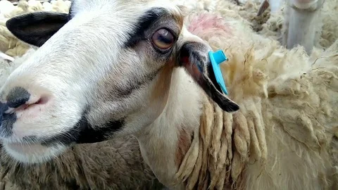 Sheep prepared for Islamic holiday eid al-adha festival Stock Footage 94049222