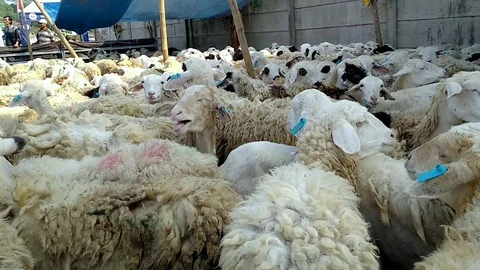 Sheep prepared for Islamic holiday, eid al-adha festival Stock Footage 94049223