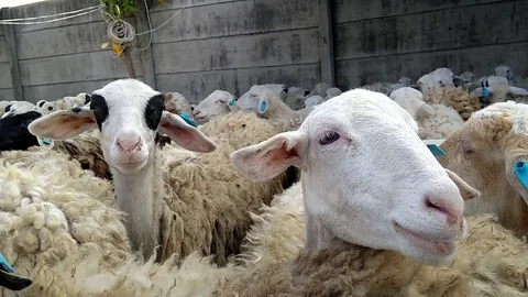 Sheep prepared for Islamic holiday, eid al-adha festival Stock Footage 94049230